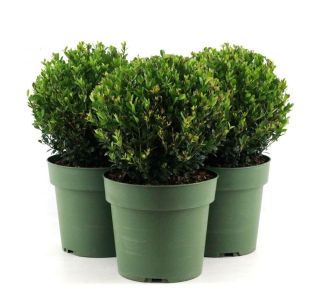 BODIKA JENNY KROGLA FI 25 CM L21 CM