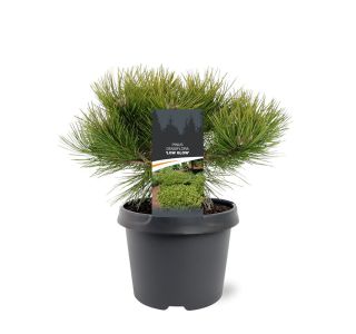 BOR DENSIFLORA LOW GLOW L3 L