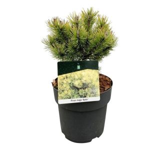 BOR PINUS MUGO OPHIR L21 CM