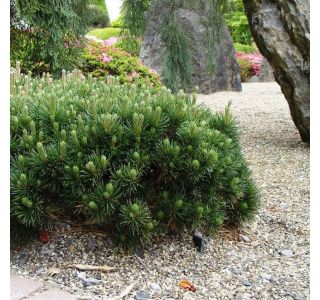 BOR RUŠEVJE (PINUS MUGO MUGHUS) L17 CM