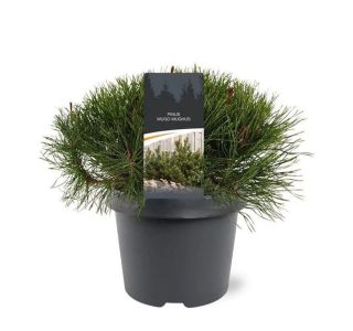 BOR RUŠEVJE (PINUS MUGO MUGHUS) L19 CM