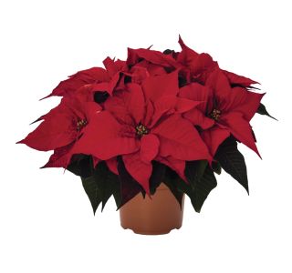 BOŽIČNA ZVEZDA SLOVENSKA L11