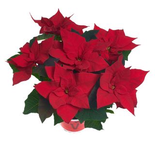 BOŽIČNA ZVEZDA VOLMARY POINSETTIA KENIA XL L13 CM