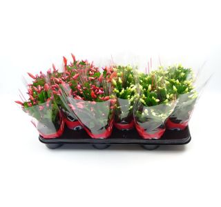 BOŽIČNI KAKTUS MIX L10.5 CM