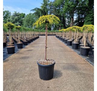 BRIN GOLDSCHATZ NA DEBLU L15 L