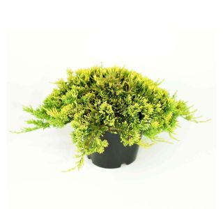 BRIN HOR. GOLDEN CARPET L19 CM BRIN HOR. GOLDEN CARPET L19 CM