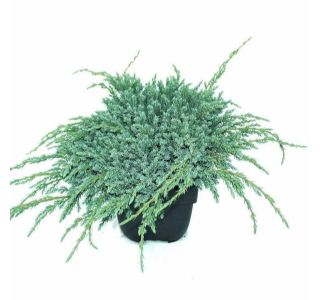 BRIN L17 CM