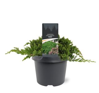 BRIN PROCUMBENS NANA L3 L