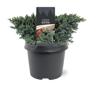 BRIN SQUAMATA BLUE STAR L17 CM