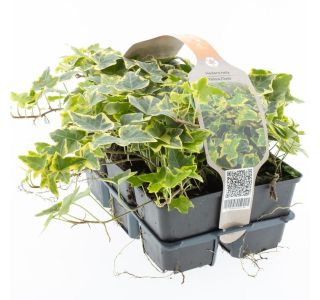 BRŠLJAN GOLDCHILD KULTIPAK (6 KOS)