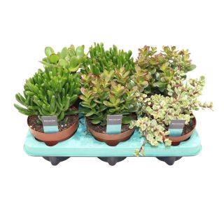 SUKULENT KRASULA MIX DECORUM L12 CM