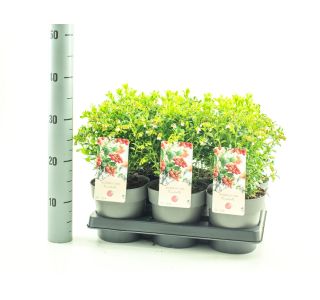 BRUSNICA FIREBALLS L15 CM BRUSNICA FIREBALLS L15 CM