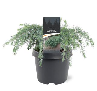 CEDRA FEELIN BLUE L19 CM