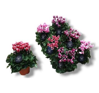 CIKLAMA FUJI L10.5 CM CIKLAMA FUJI L10.5 CM