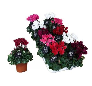 CIKLAMA GARDEN MIX L10.5 CM CIKLAMA GARDEN MIX L10.5 CM