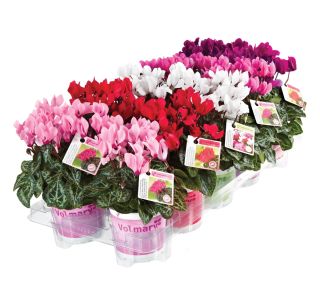 CIKLAMA VOLMARY ANGELITO MINI L10.5 MIX