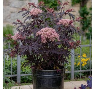 CVETOČA GRMOVNICA OKRASNI ČRNI BEZEG BLACK LACE L17 CM