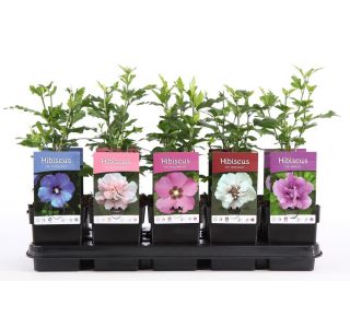 CVETOČA GRMOVNICA HIBISKUS L13CM