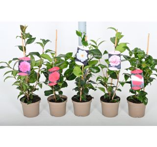 CVETOČA GRMOVNICA KAMELIJA 4 MIX L2 L