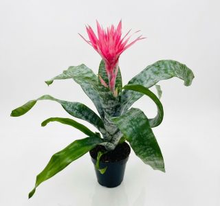 AECHMEA PRIMERA (EHMEJA) L12 CM AECHMEA PRIMERA (EHMEJA) L12 CM