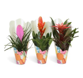 CVETOČA SOBNA RASTLINA BROMELIA L10 CM