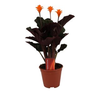 CVETOČA SOBNA RASTLINA CALATHEA CROCATA 3-4 CVET L14 CM CVETOČA SOBNA RASTLINA CALATHEA CROCATA 3-4 CVET L14 CM