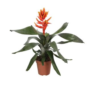 EHMEJA PEPITA L12 CM EHMEJA PEPITA L12 CM