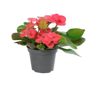 CVETOČA SOBNA RASTLINA EUPHORBIA MILLI LON. L6 CM