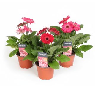 CVETOČA SOBNA RASTLINA GERBERA PURPLE L12 CM