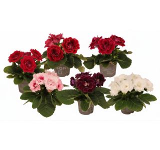 GLOKSINIJA SONTA L13 CM