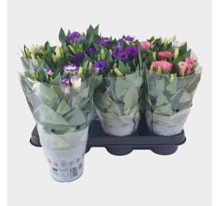 LISIANTHUS BOLERO L10.5 CM