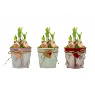 NARCISA V OKRAS. LON. S SRČKOM L10 CM