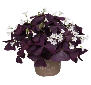 OKRASNA DETELJICA MIJKE L12 CM