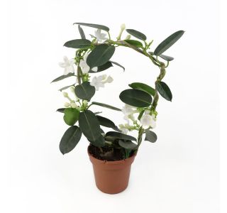 STEPHANOTIS BOW NEVESTICA L12 CM