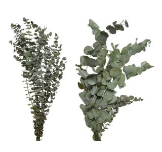 DEKORACIJA EVERLANDS VEJA EVKALIPTUS 65 CM SORT DEKORACIJA EVERLANDS VEJA EVKALIPTUS 65 CM SORT