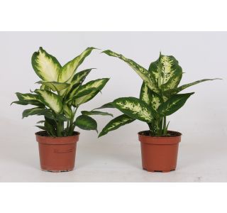 DIFENBAHIJA CAMILLA COMPACTA L12 CM