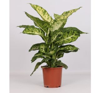 DIFENBAHIJA MARS L17 CM