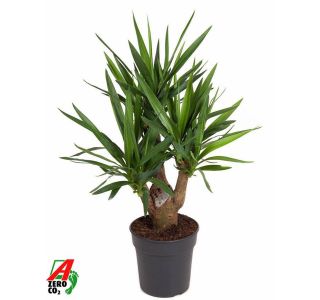 -JUKA RAZVEJANA L24 CM -JUKA RAZVEJANA L24 CM
