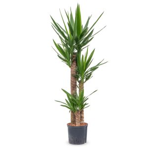 DREVO ŽIVLJENJA YUCCA 3 ST 90-60-30 L27 CM DREVO ŽIVLJENJA YUCCA 3 ST 90-60-30 L27 CM