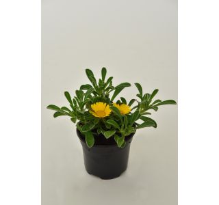 ENOLETNICA ASTERISCUS MARITIMUS L10