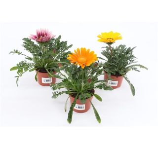 ENOLETNICA GAZANIA L10.5CM