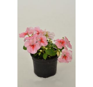 ENOLETNICA IMPATIENS WALLERIANA L9