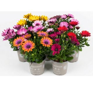 ENOLETNICA KAPSKI MESEČEK L11 CM