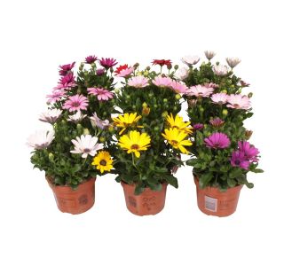 ENOLETNICA KAPSKI MESEČEK (OSTEOSPERMUM) L12CM