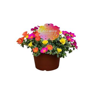 ENOLETNICA PORTULACA NANO (NAVADNI TOLŠČAK) L19 CM