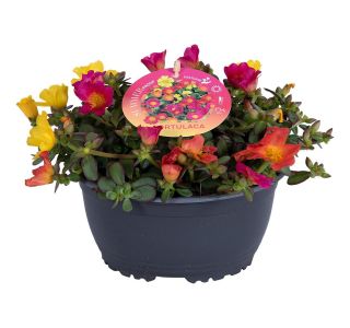 ENOLETNICA TOLŠČAK CARNAVAL NANO V POSODI L17 CM