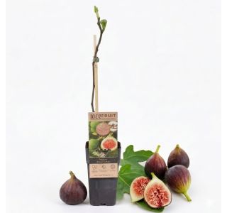 FIGA BROWN TURKEY L2 L (