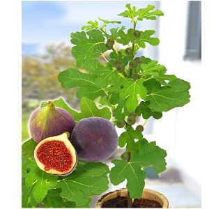 FIGA ROUGE DE BORDEAUX L2 L