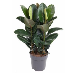 FIKUS ELASTICA ROBUSTA 3PP L27 CM FIKUS ELASTICA ROBUSTA 3PP L27 CM
