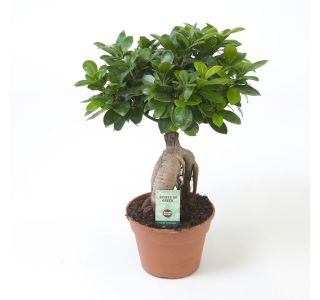 GINSENG L17 CM